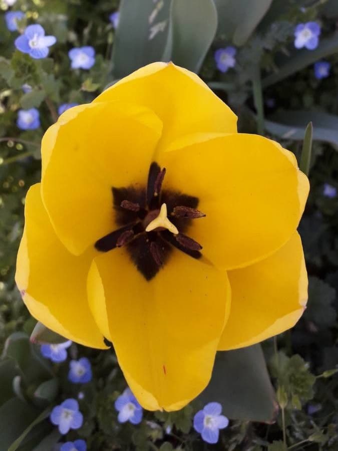 Tulipano di Gesner 9
