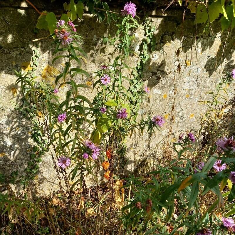 Raublatt-Aster 13