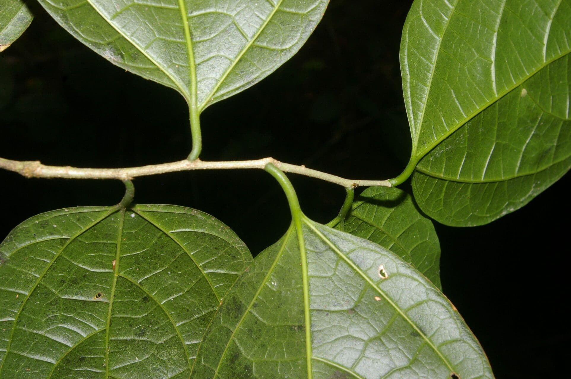 Celtis 6