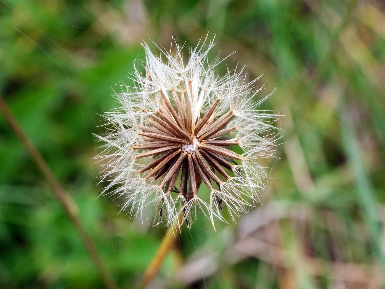 Radicchiella autunnale 5