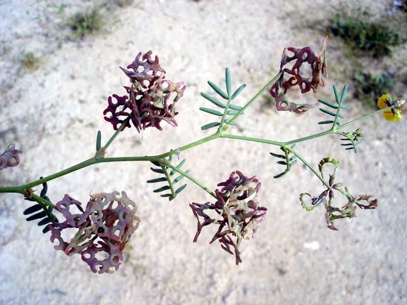 Hippocrepis areolata 2