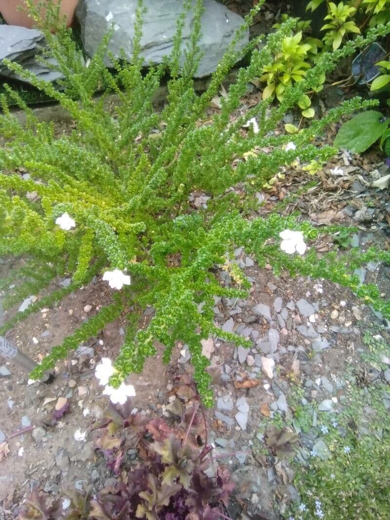 Prostanthera 4