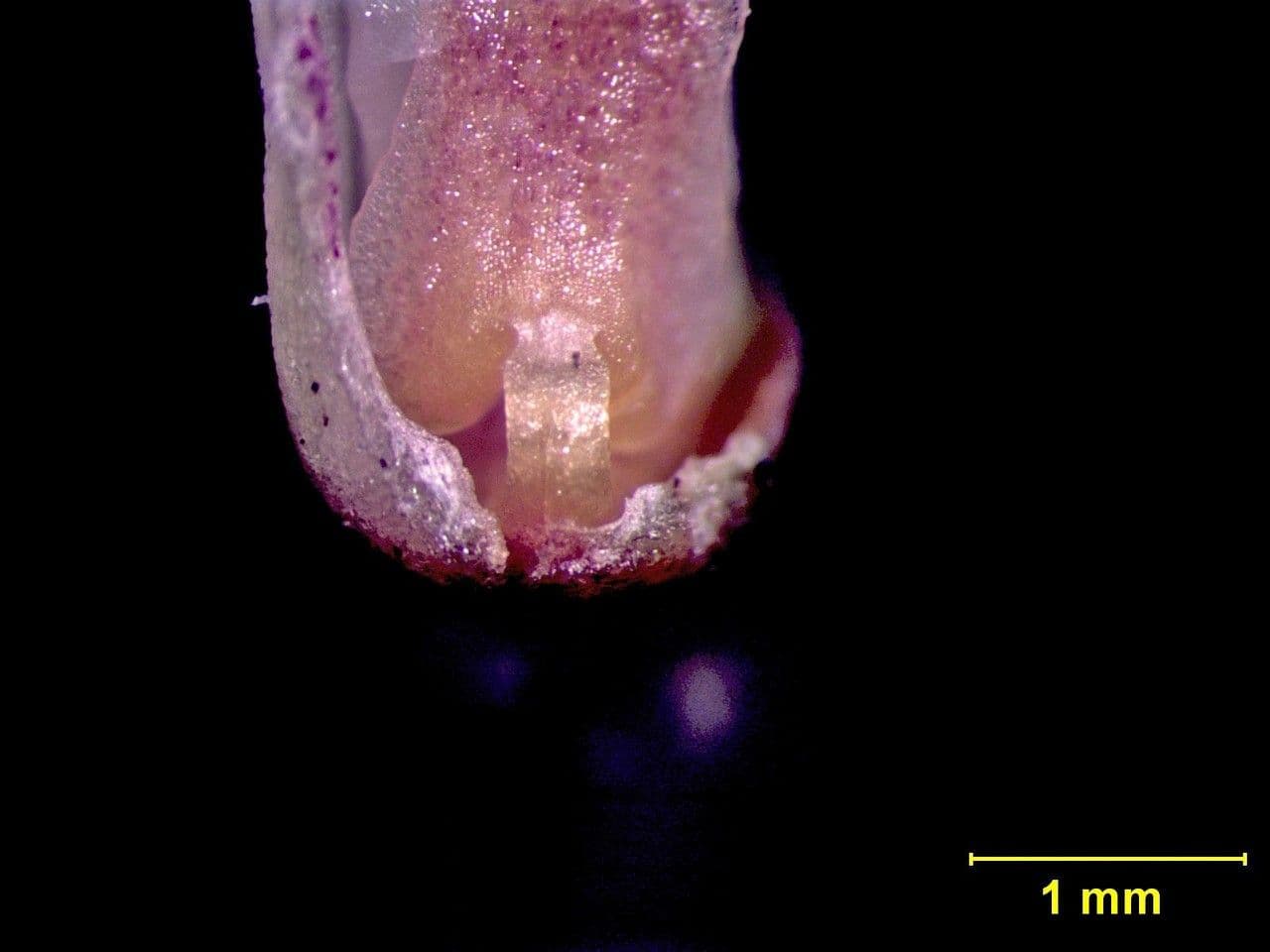 Masdevallia 13