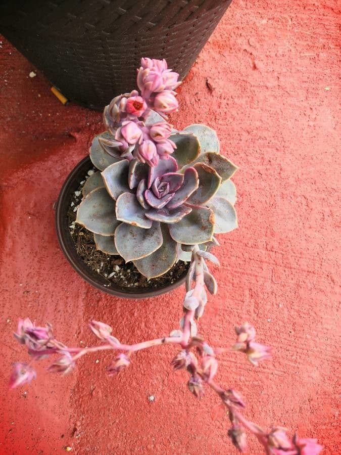 Echeveria 5