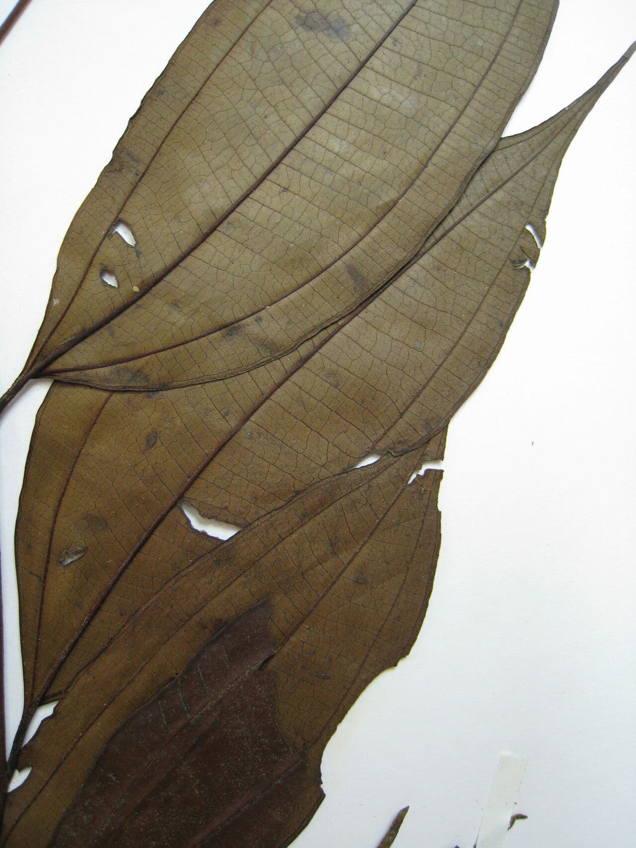 Miconia minutiflora 15