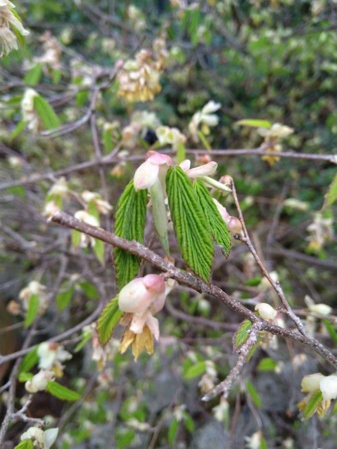 Corylopsis 13