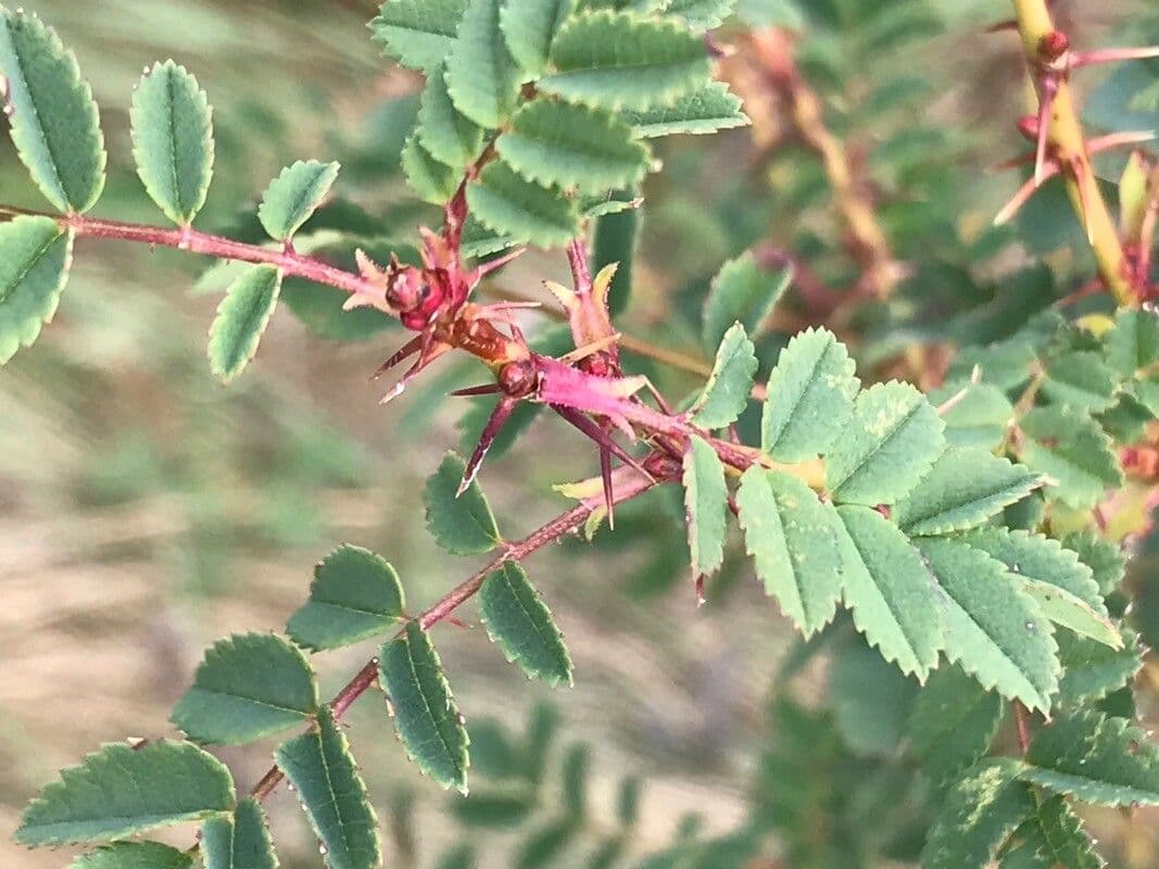 Bibernell-Rose 16