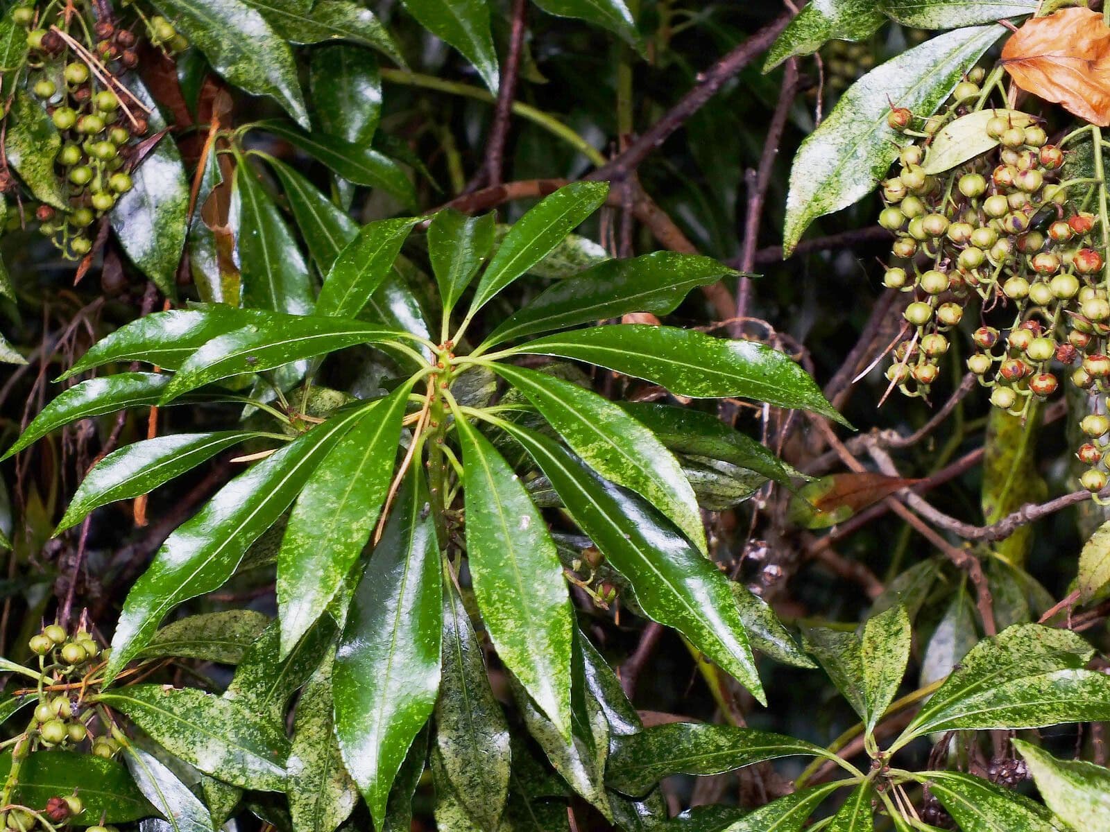 Pieris giapponese 16