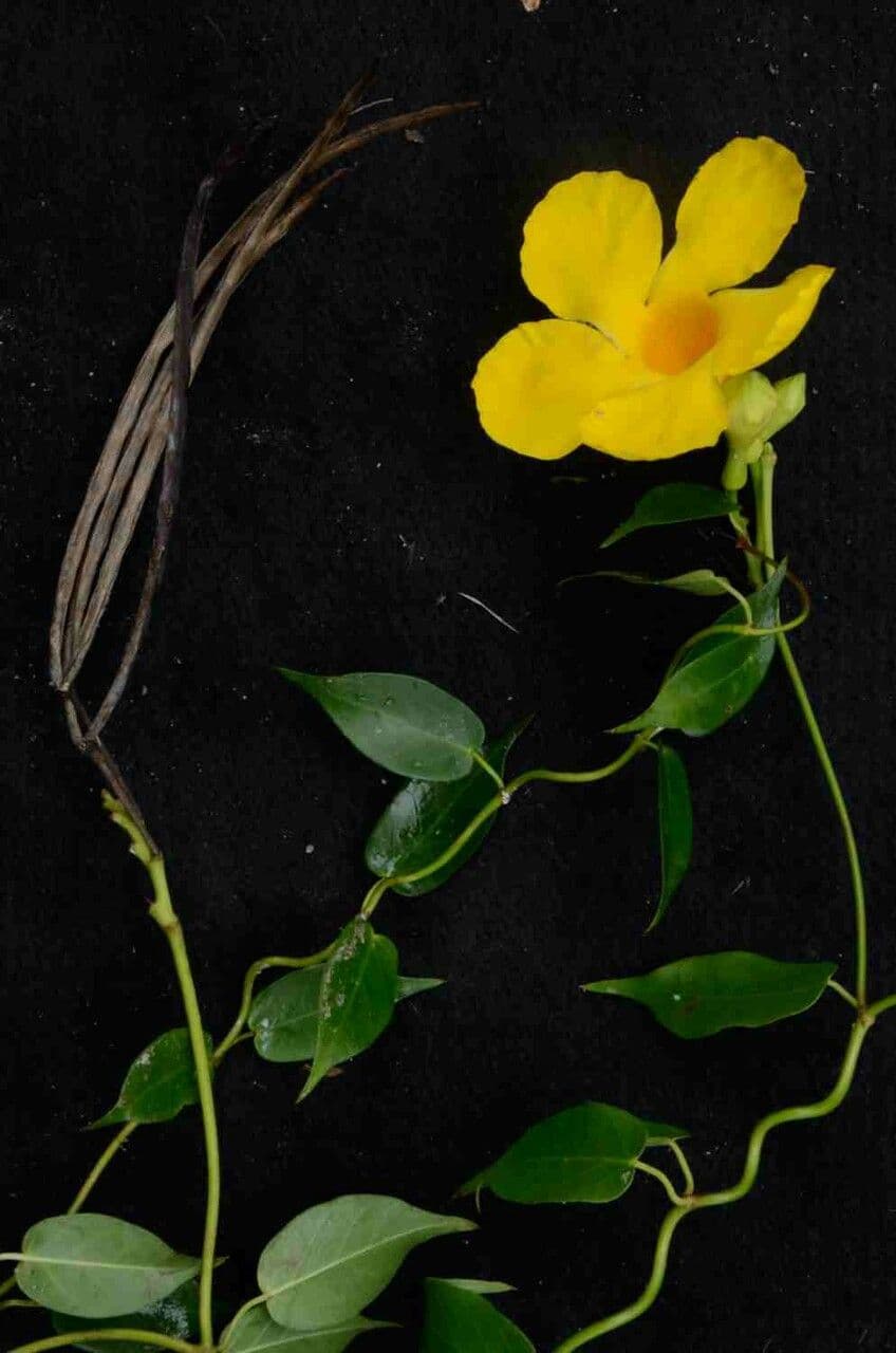 Mandevilla 7