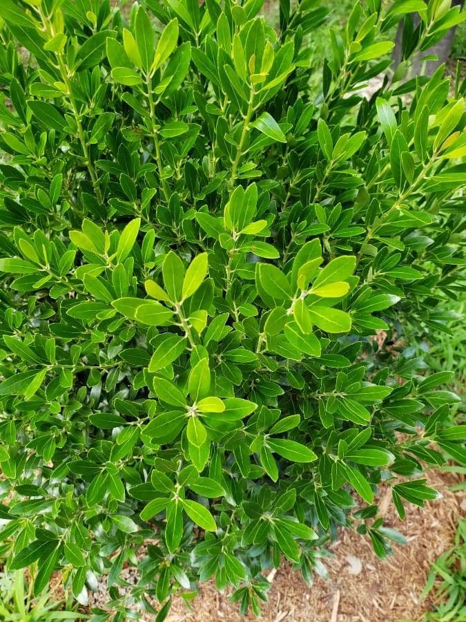 Ilex glabra 16
