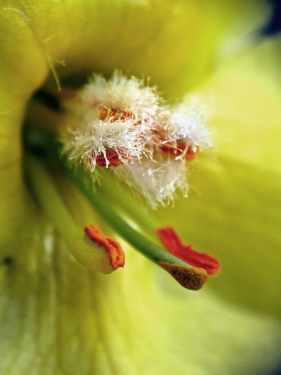 Verbasco phlomoides 28