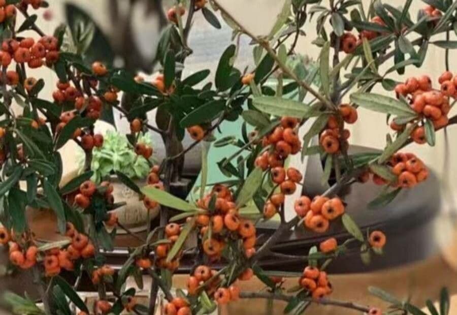 Pyracantha de Koidzumi