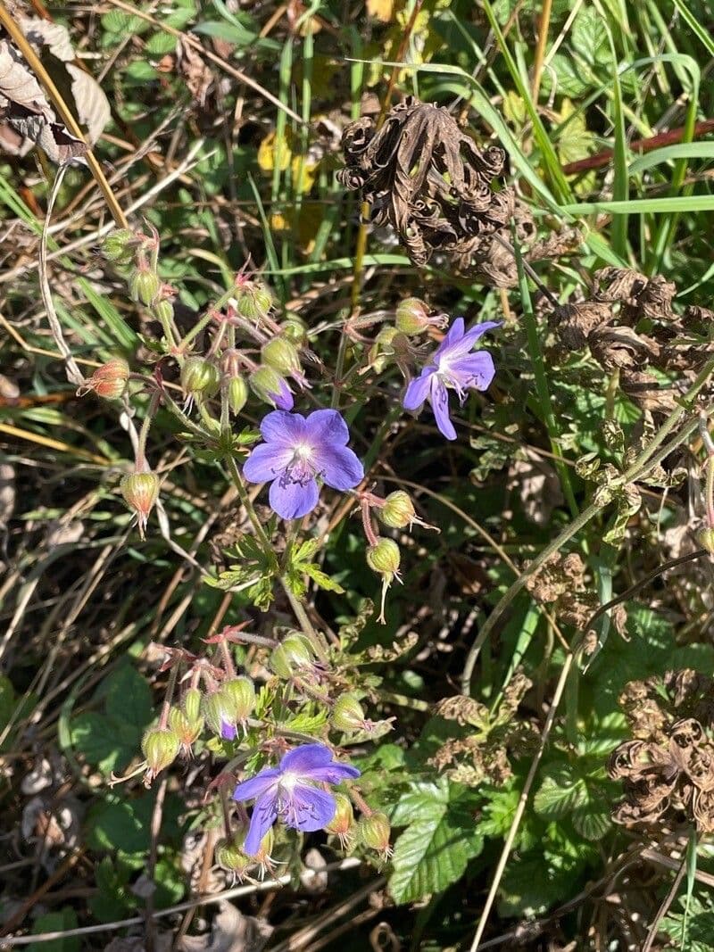 Géranium des prés 2