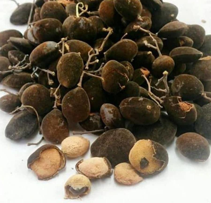 Dialium guineense 4