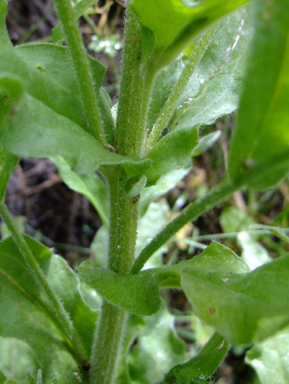 Cinoglosa 22