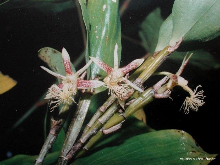 Dendrobium 2