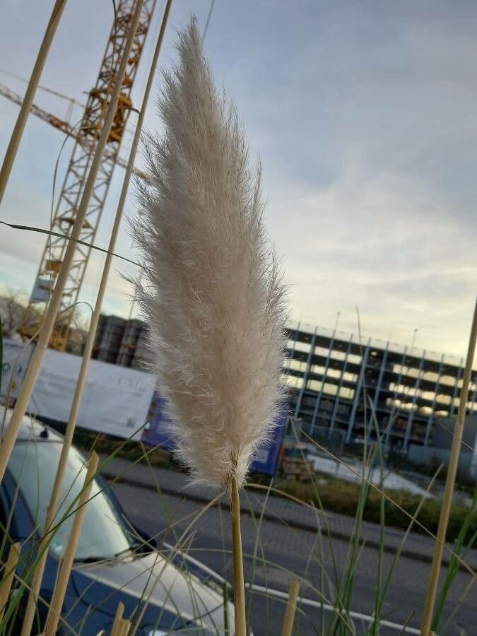 Erba delle pampas