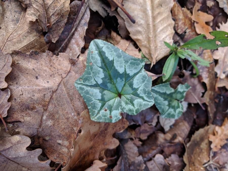 Ciclamino napoletano 19