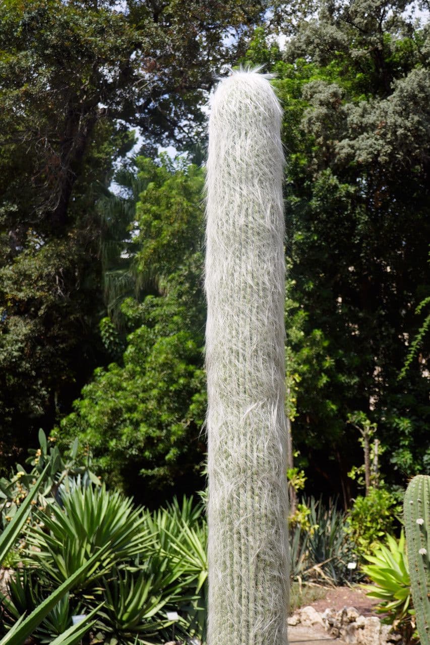 Cactus vecchio 8