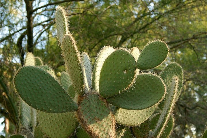 Chenille prickly-pear 10
