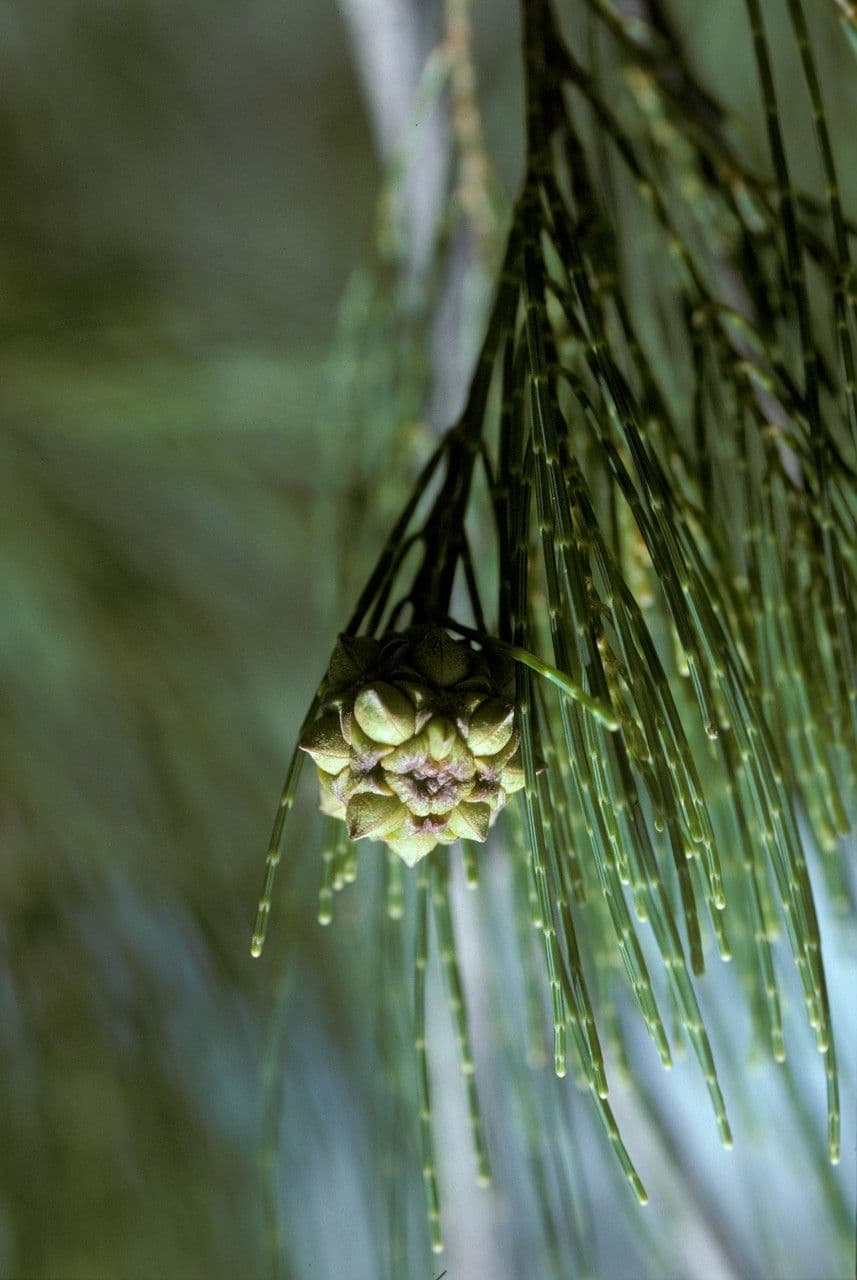 Gymnostoma 3