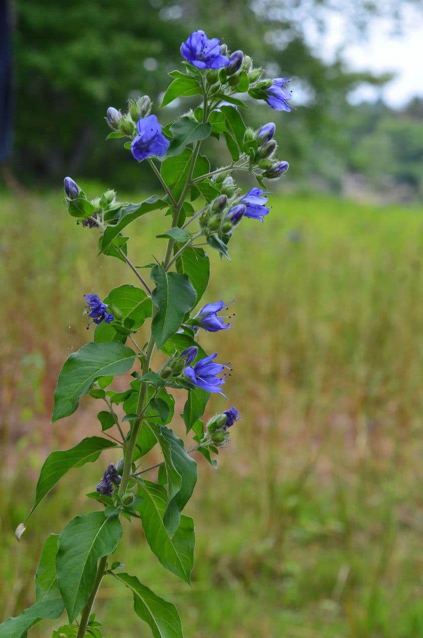 Hydrolea 9