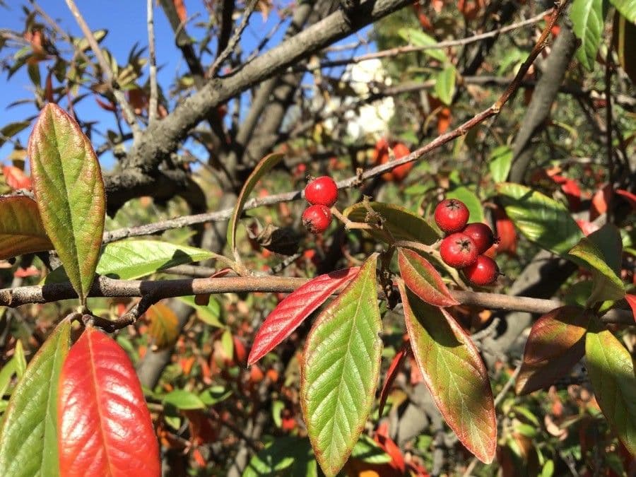 Cotoneaster de Waterer