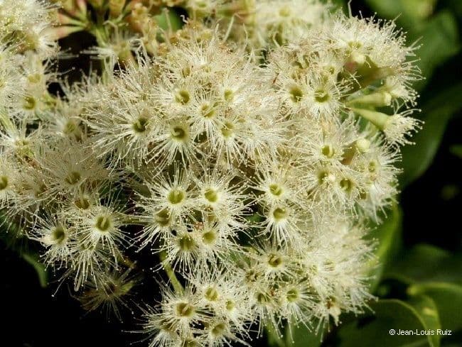 Syzygium 3