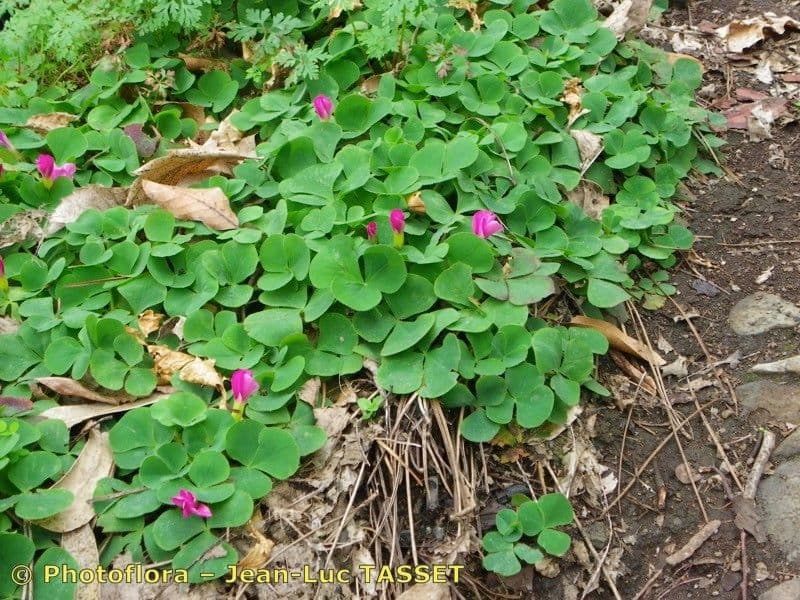 Oxalis pourpre 7