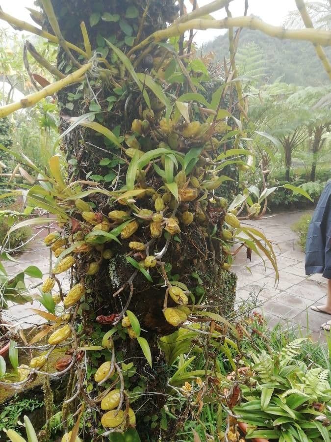 Bulbophyllum 3
