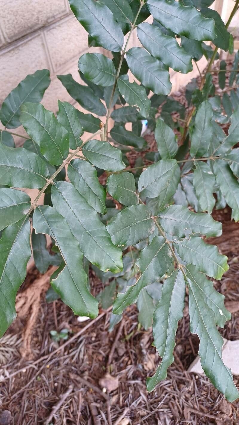 Trichilia 12