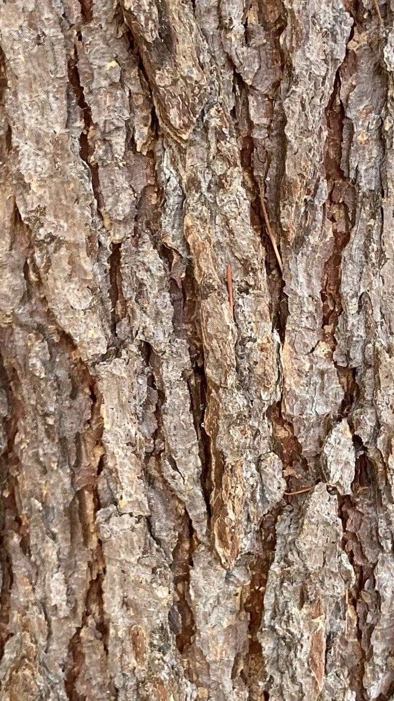 Cedro dell'Himalaya 23