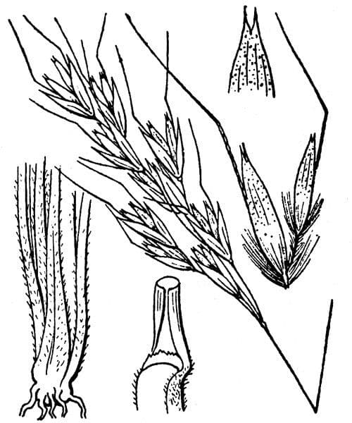 Helictotrichon setaceum 2