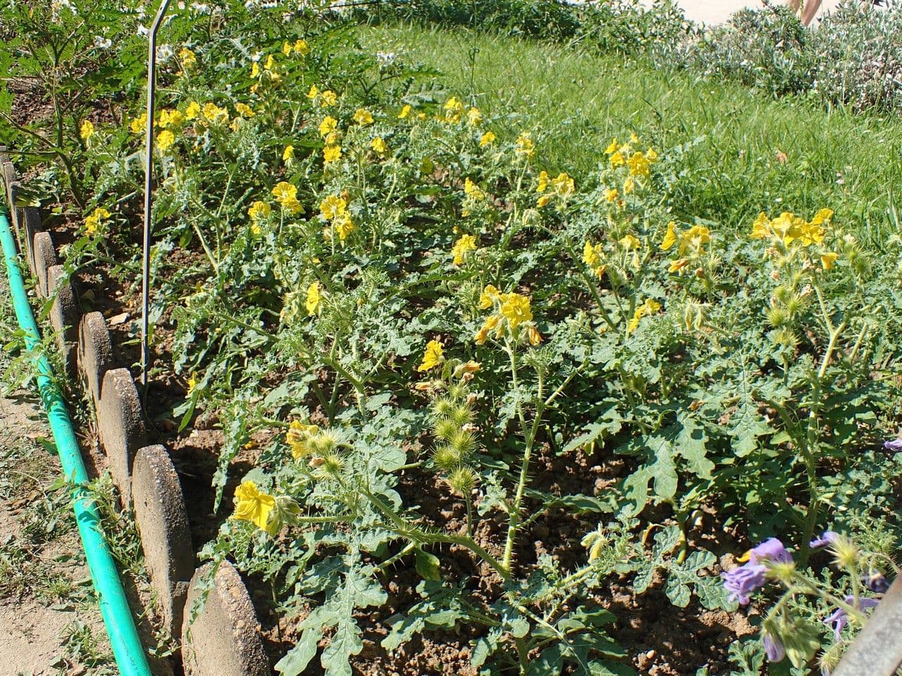 Solanum rostratum 11