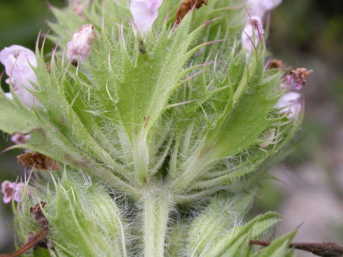 Kleinblütiger Drachenkopf 5