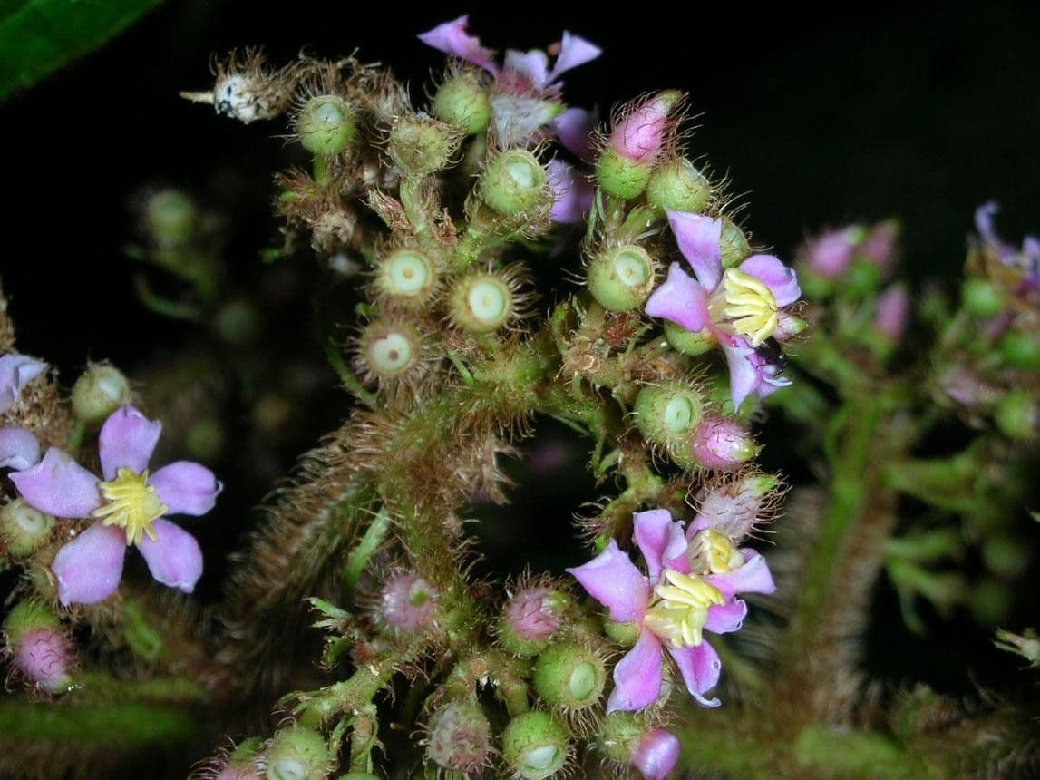 Conostegia 4