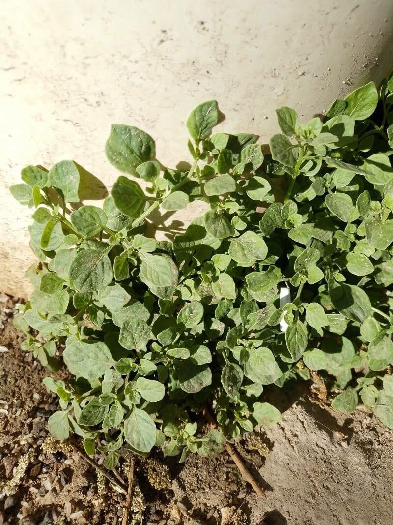 Salpichroa origanifolia 16