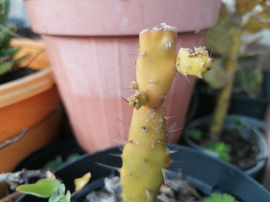 Erect prickly-pear 27