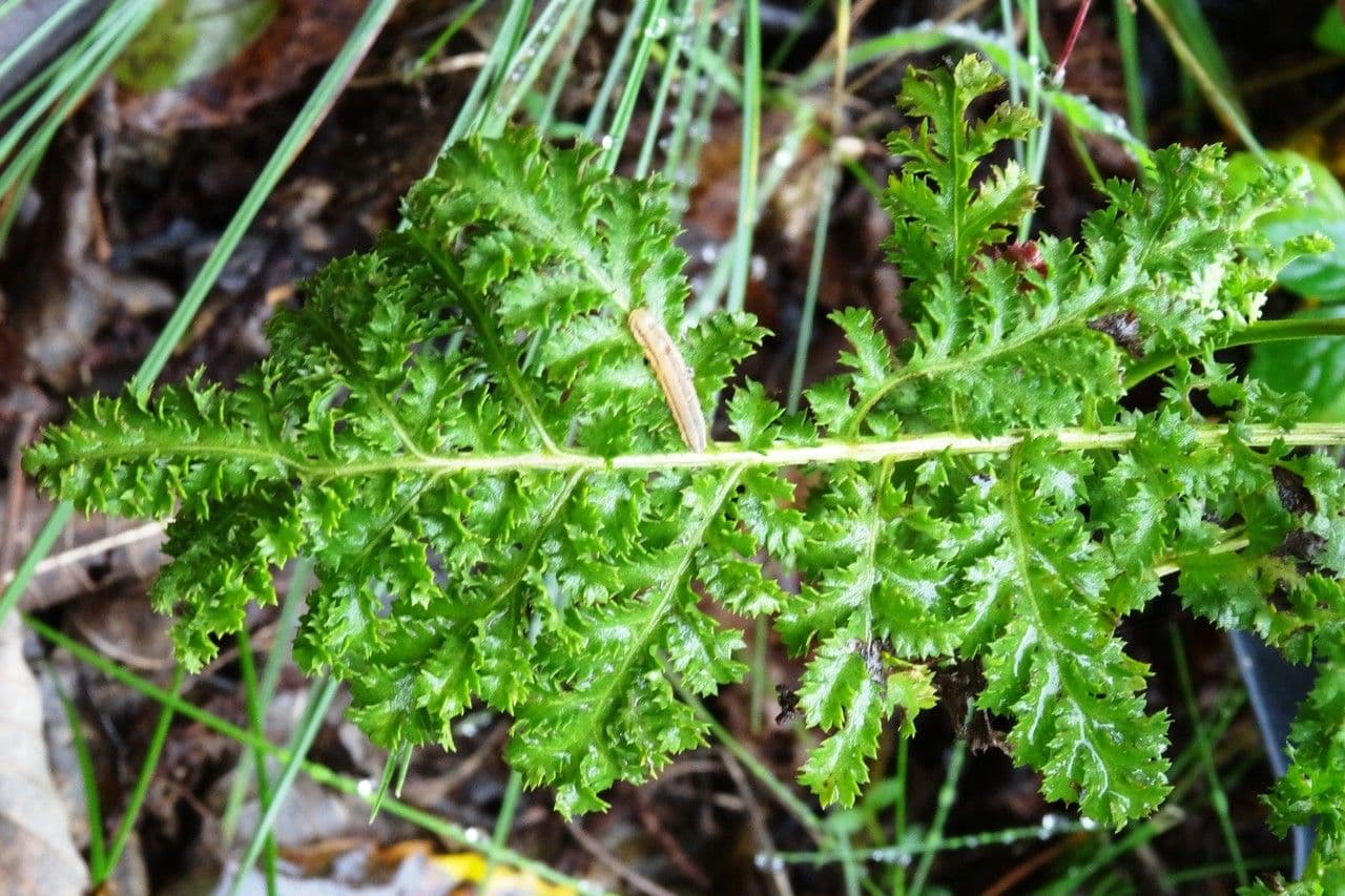 Pedicularis tuberosa 19