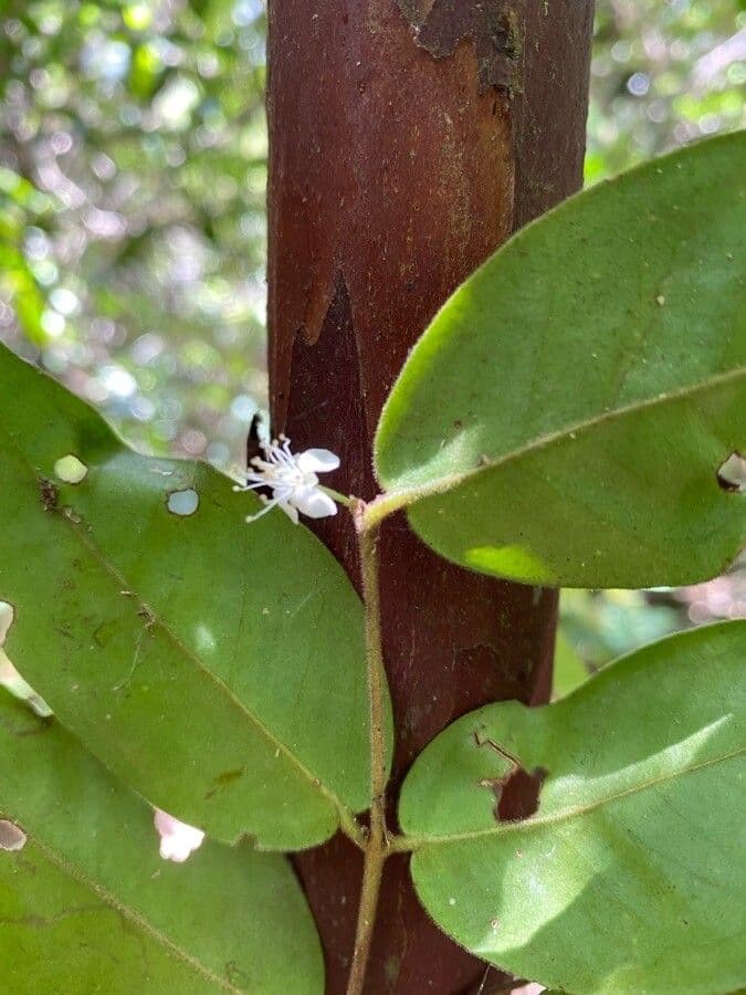Eugenia 3
