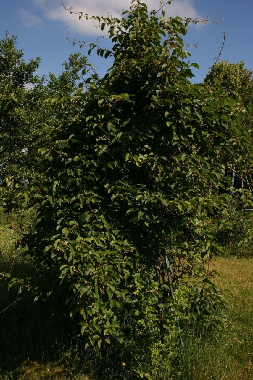 Kiwi arguta 14