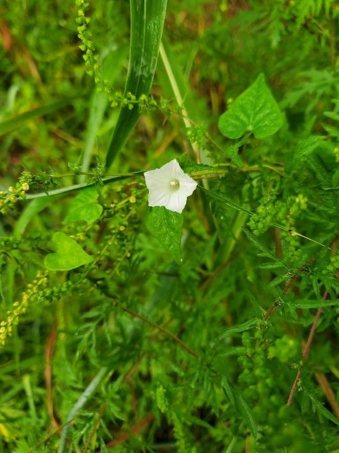 Ipomoea lacunosa 6