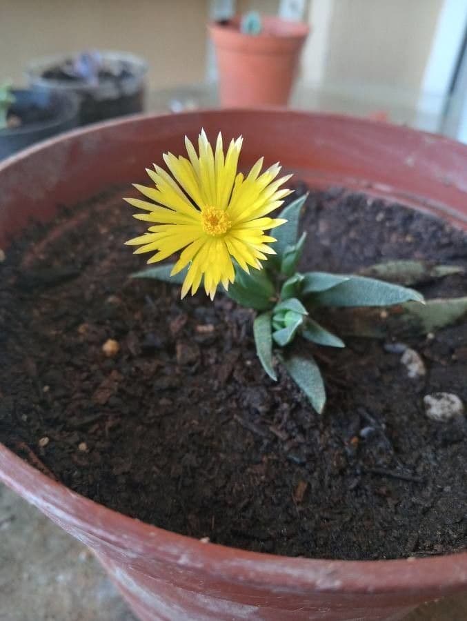 Glottiphyllum 3