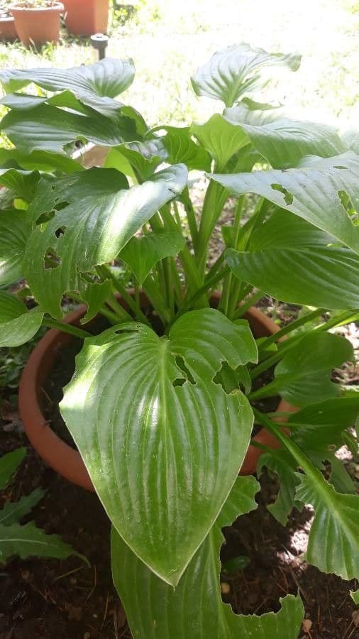 Hosta ventricosa 9