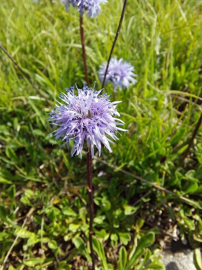 Globularia 3
