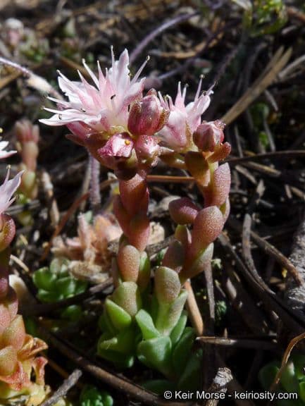 Sedum 4