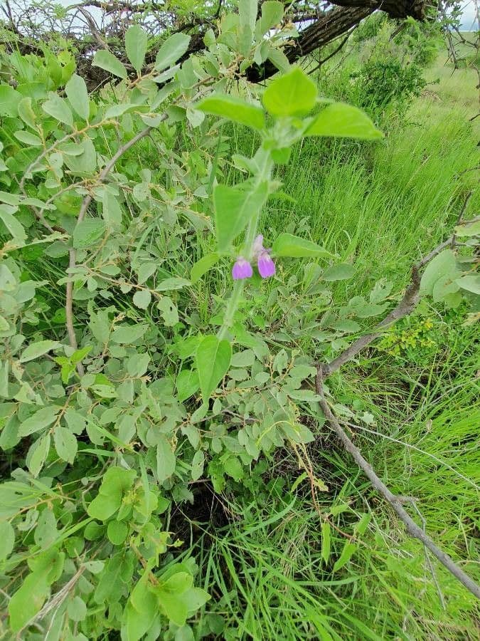 Akanthius diplopteroidny 9