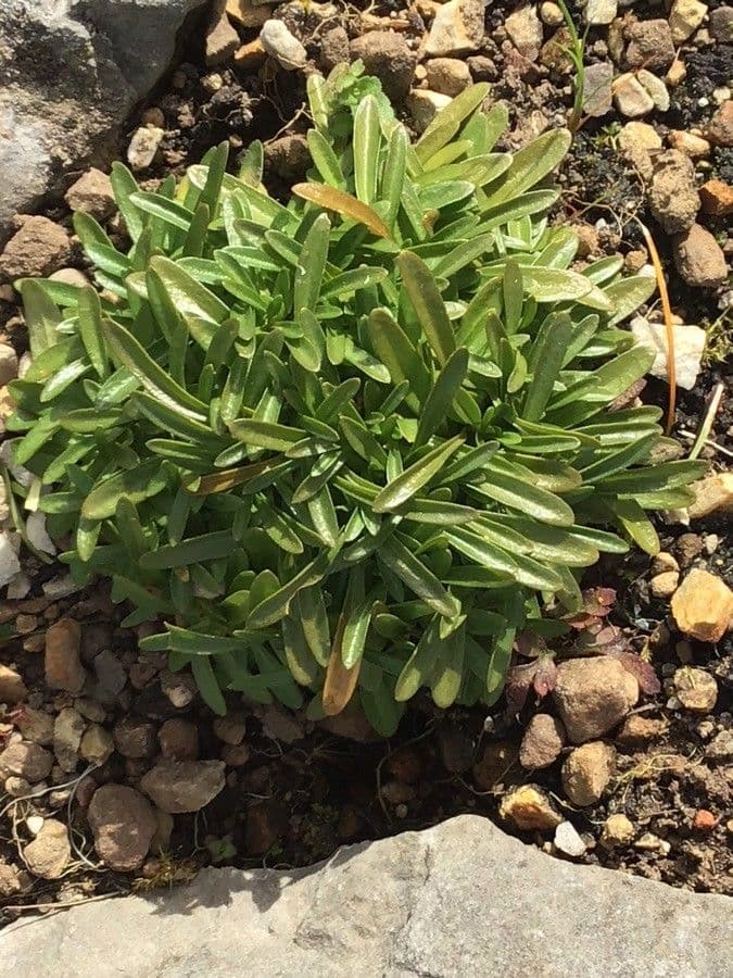 Centaurium 7