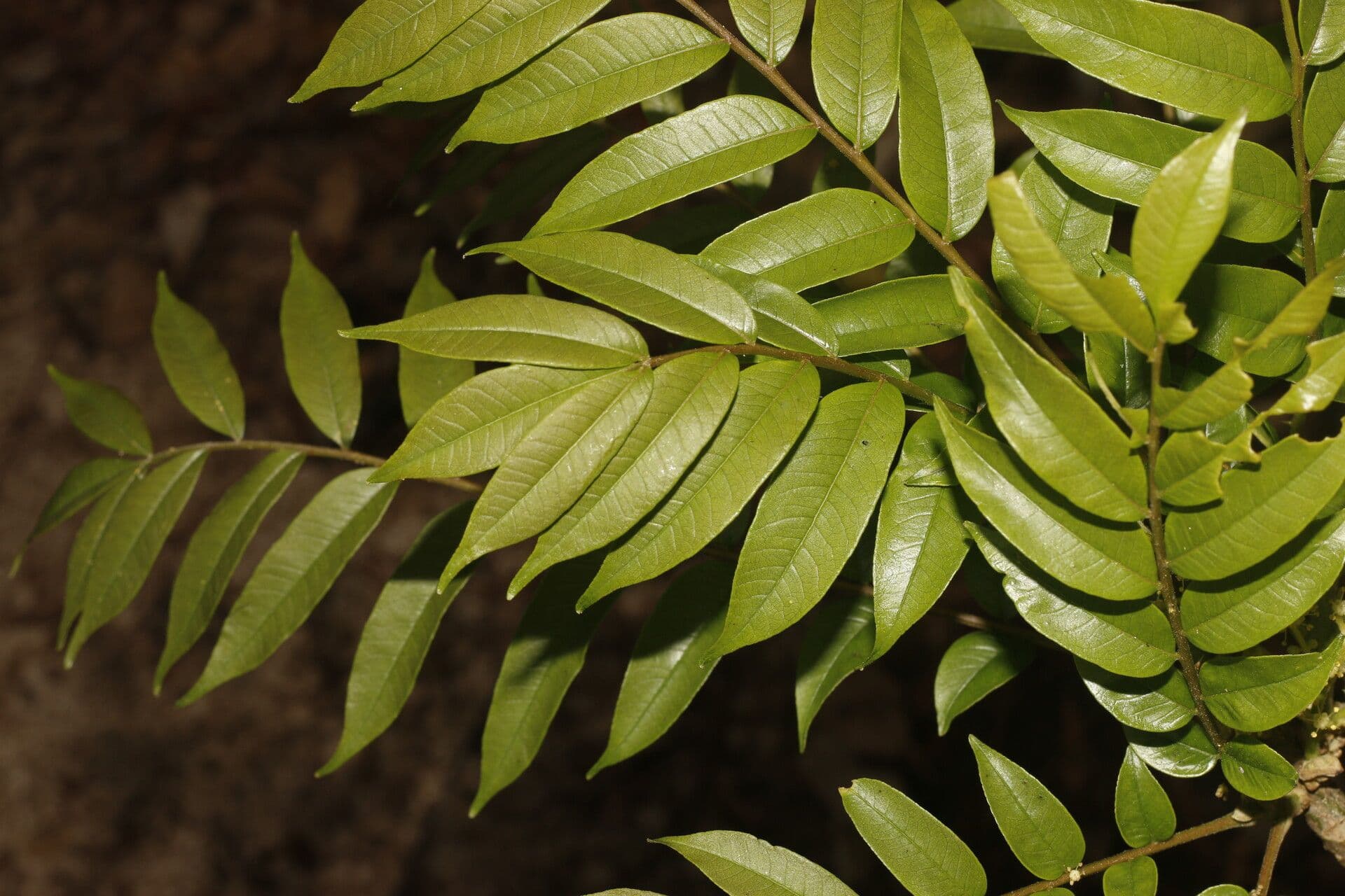 Zanthoxylum 15