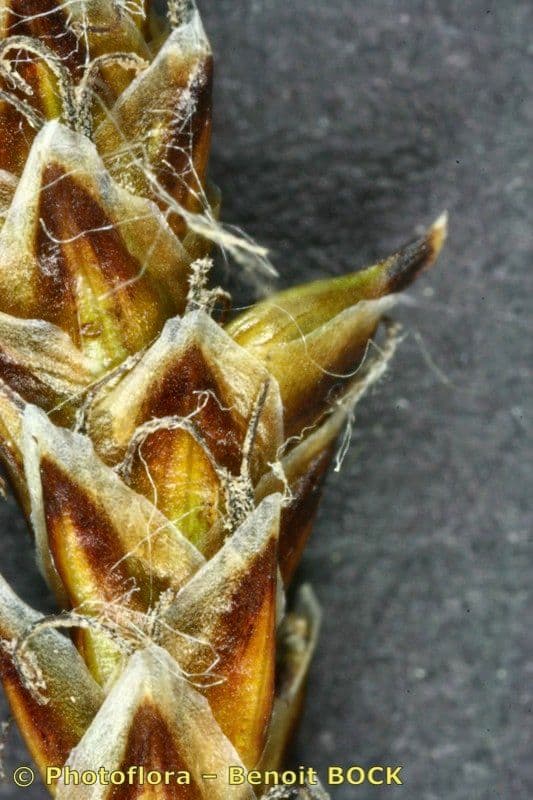 Carice dioica 14